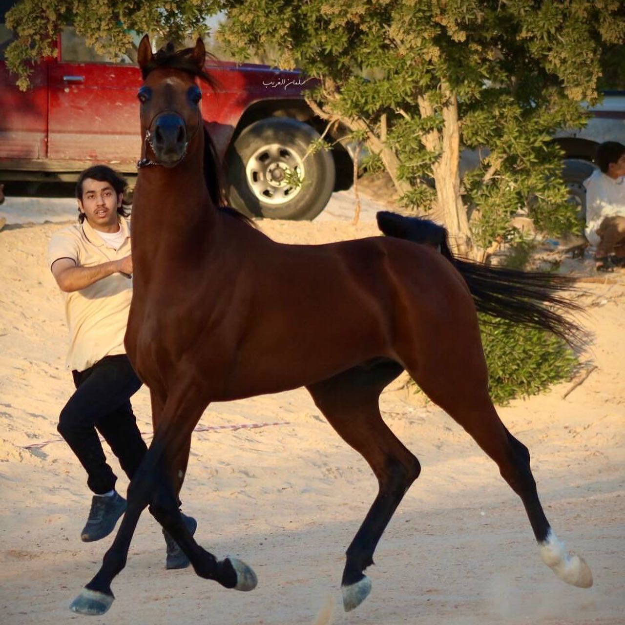 مهر ولد اليهاندرو ابن مروان الشقب