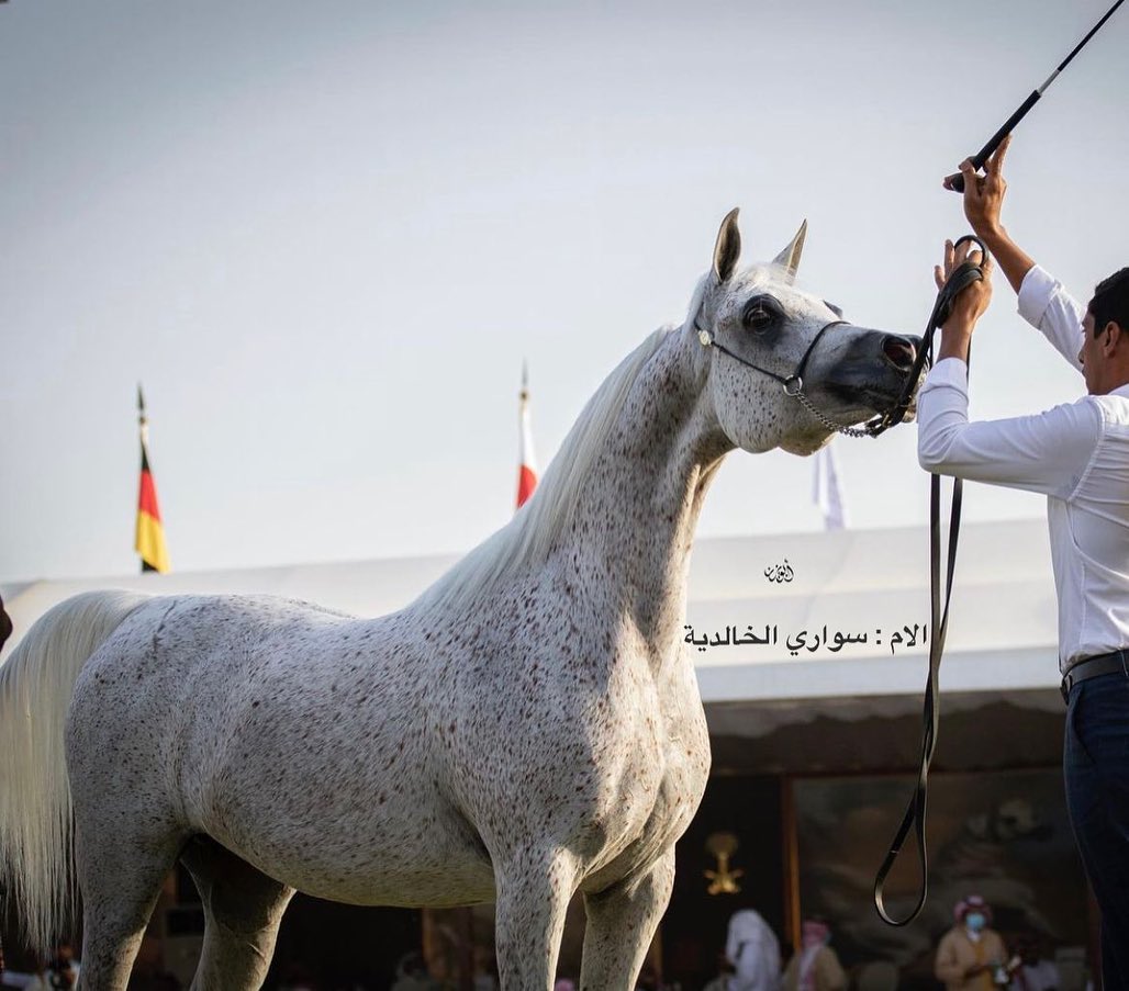 حصان واهو جميل ابن سواري الخالدية