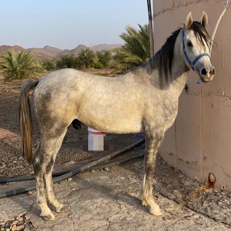 فحل أصيل للبيع المدينة