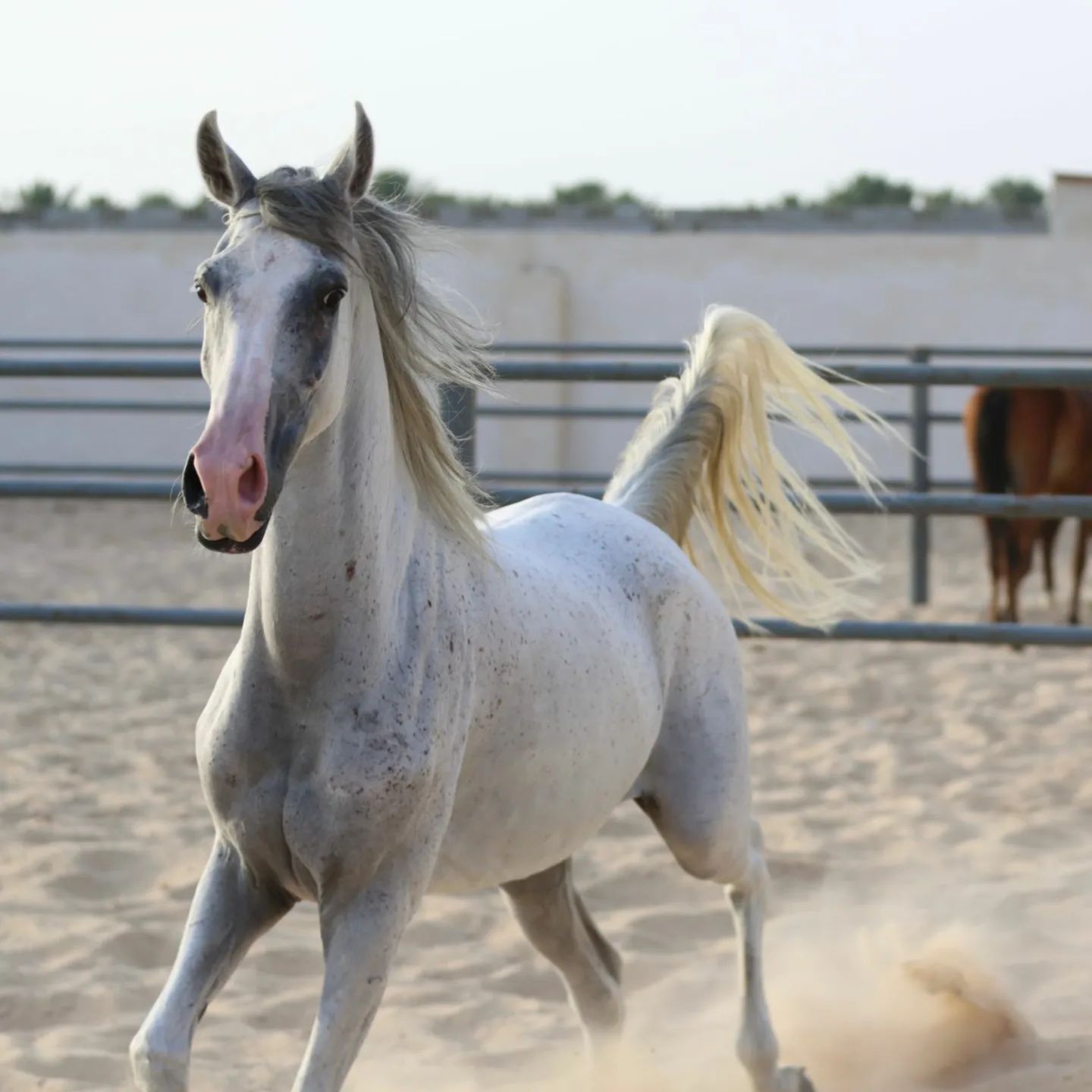 فرس واهو بنت أشد الخالدية
