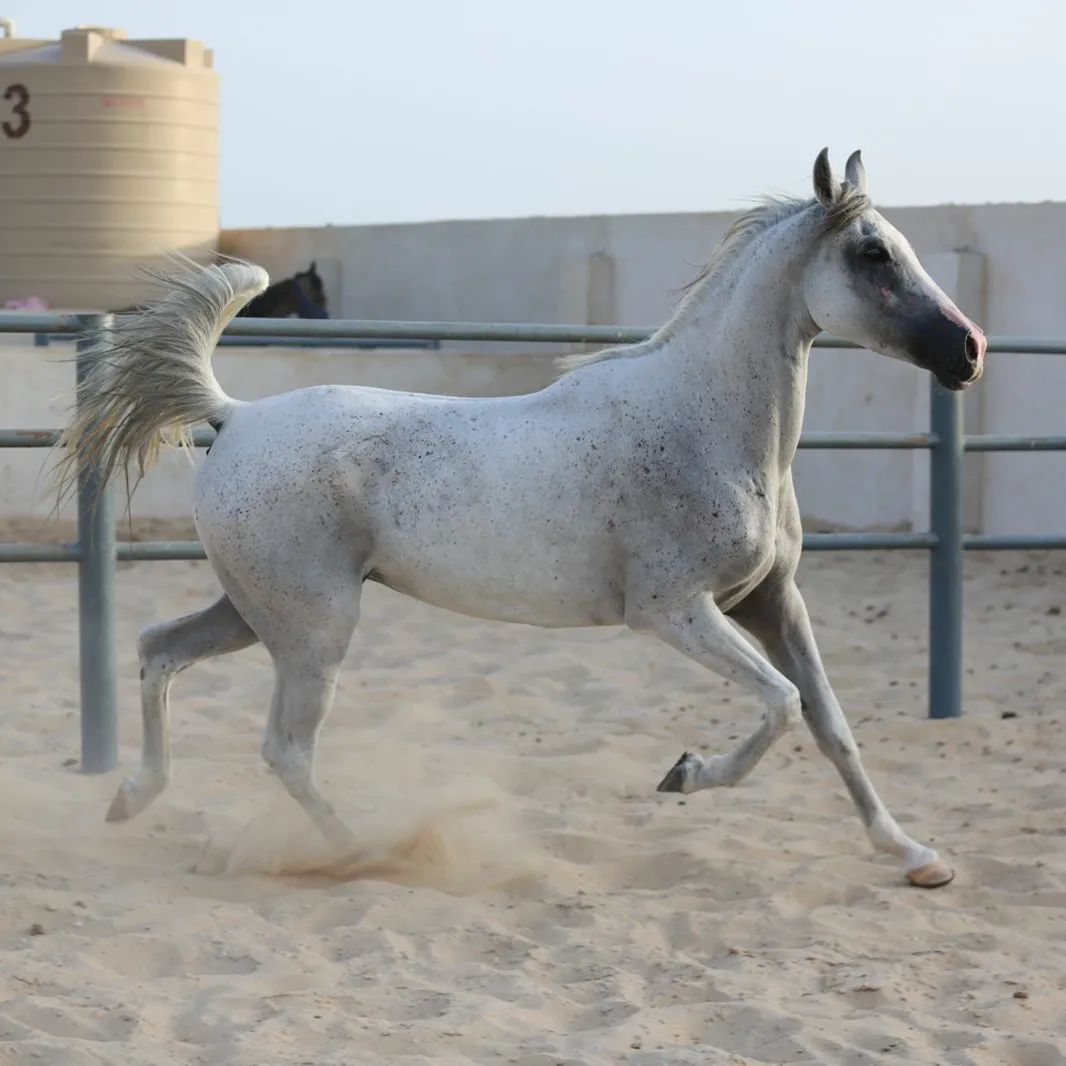 فرس واهو بنت أشد الخالدية