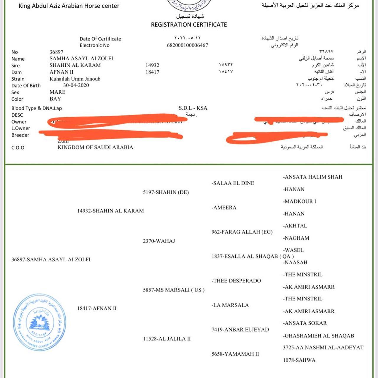 فرس للبيع واهو جمال لقاح