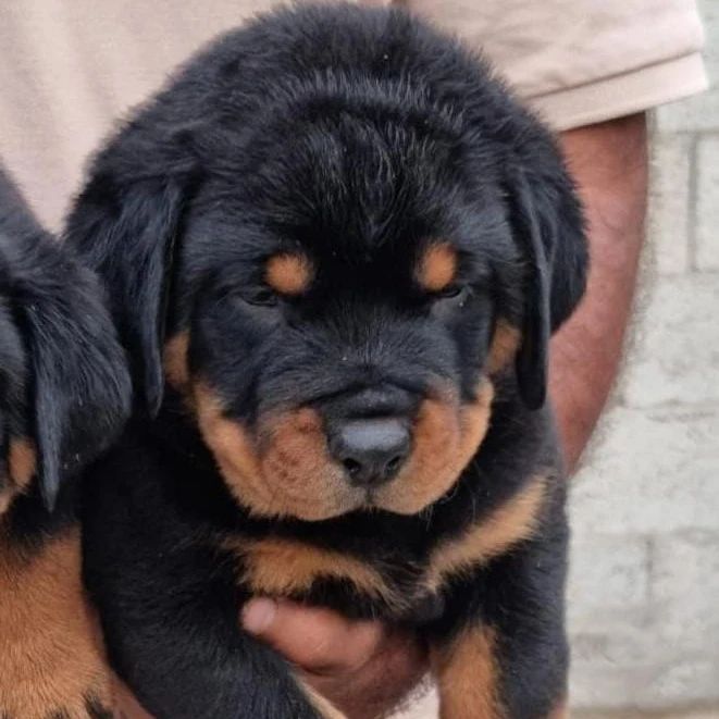 جراوي روتوایلر للبيع