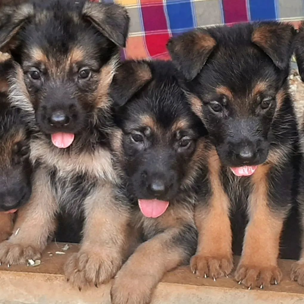 جيرمن شيبرد شولاين