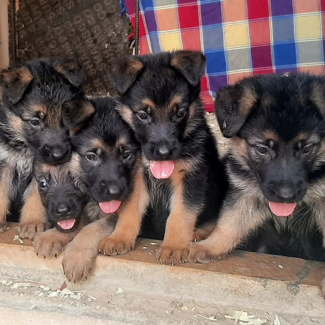 جيرمن شيبرد شولاين