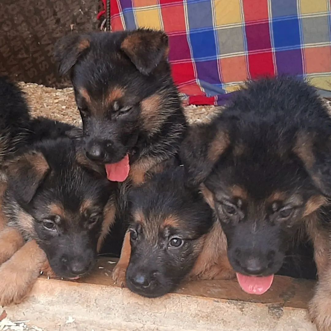 جيرمن شيبرد شولاين