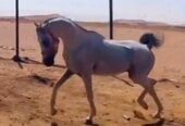 حصان شعبي – السليل