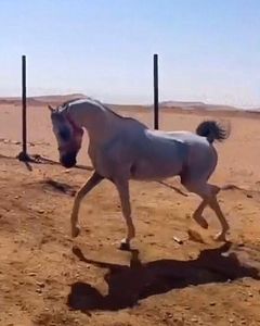 حصان شعبي – السليل