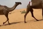 4 نياق صفر طيبة
