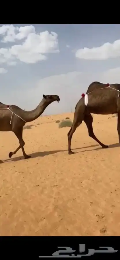 4 نياق صفر طيبة