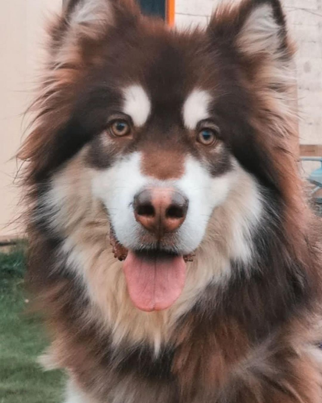 ايناث جاينت هالموت للبيع