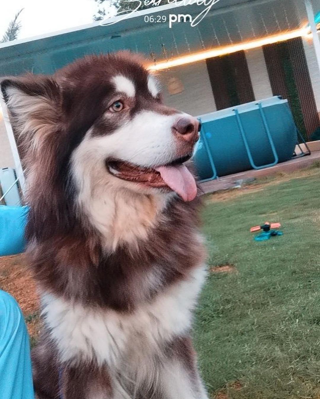 ايناث جاينت هالموت للبيع