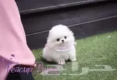 teacup بوميريان Pomeranian تي كب