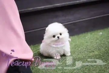 teacup بوميريان Pomeranian تي كب