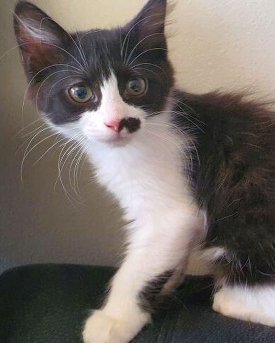 3 قطط للتبني