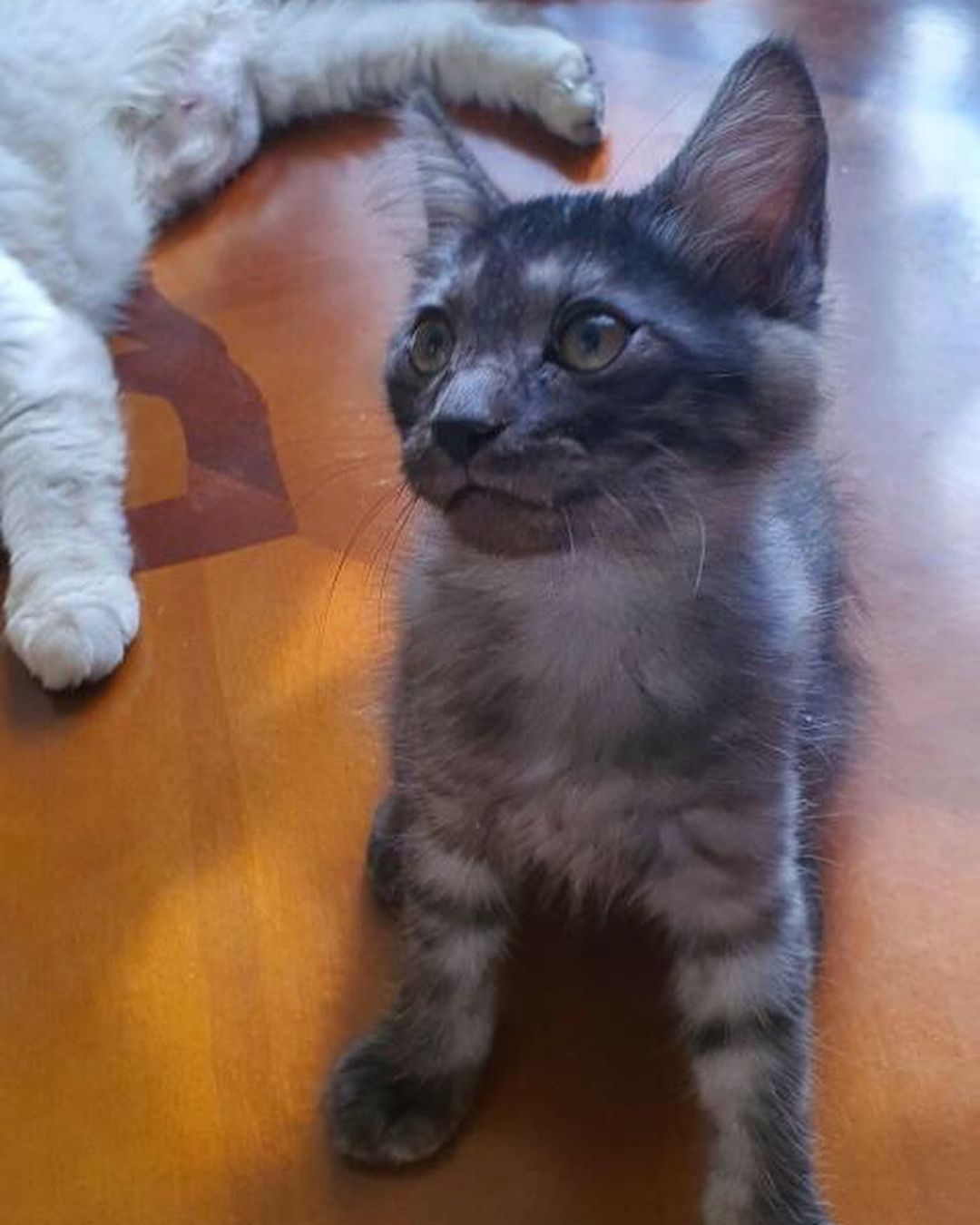 3 قطط للتبني