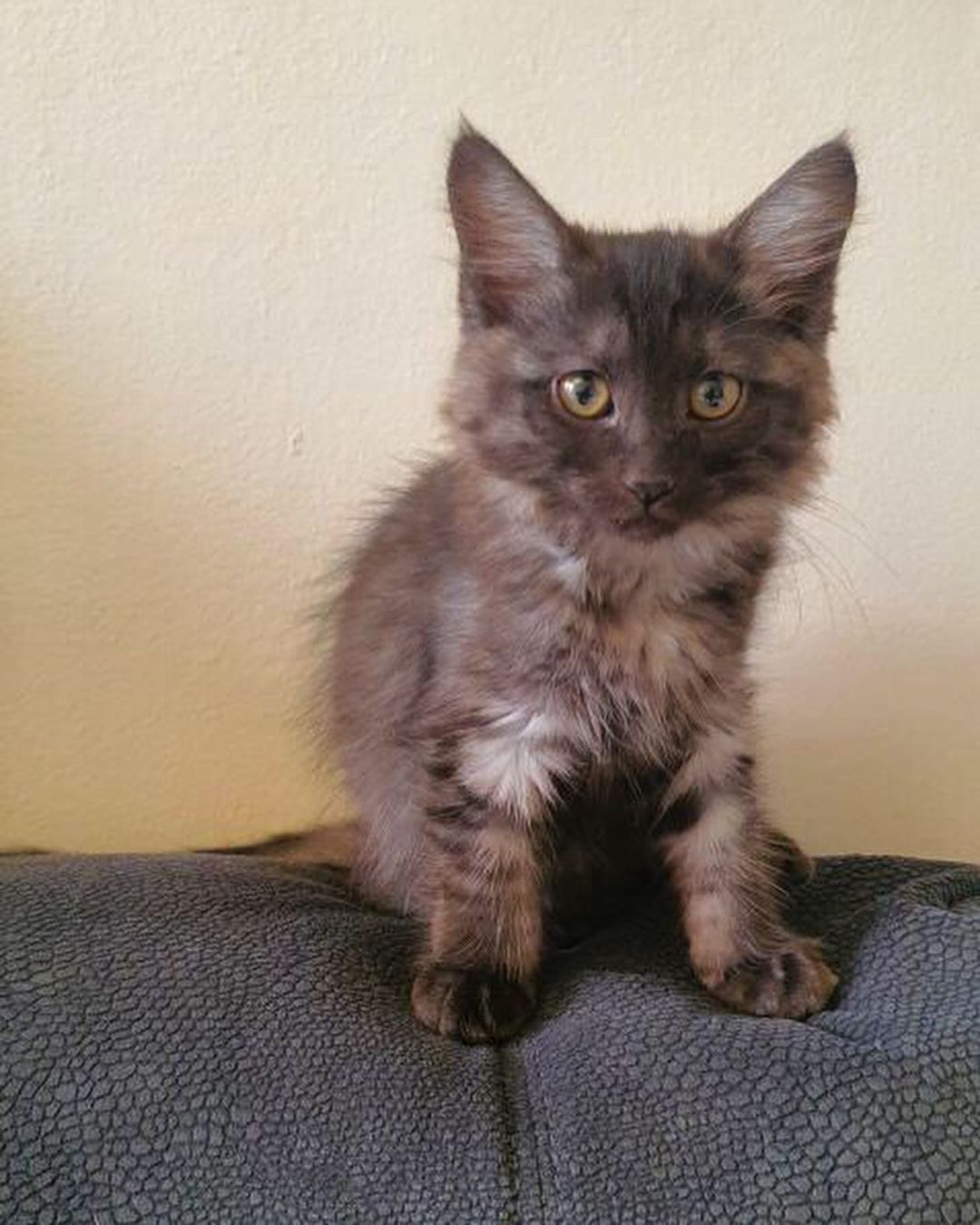 3 قطط للتبني