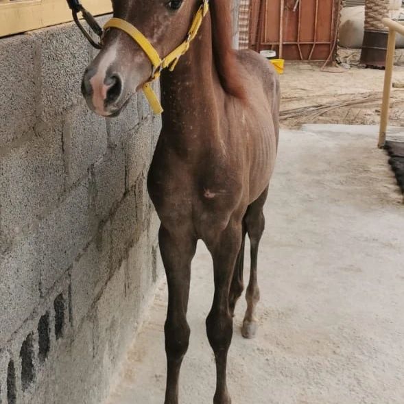 مهرة شعبيه للبيع