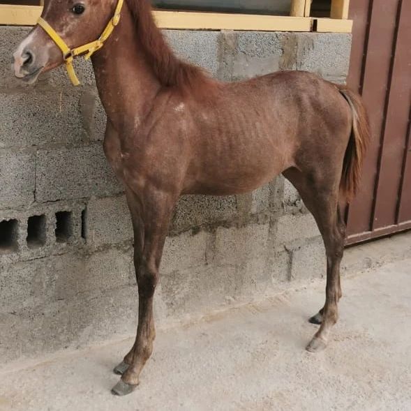 مهرة شعبيه للبيع