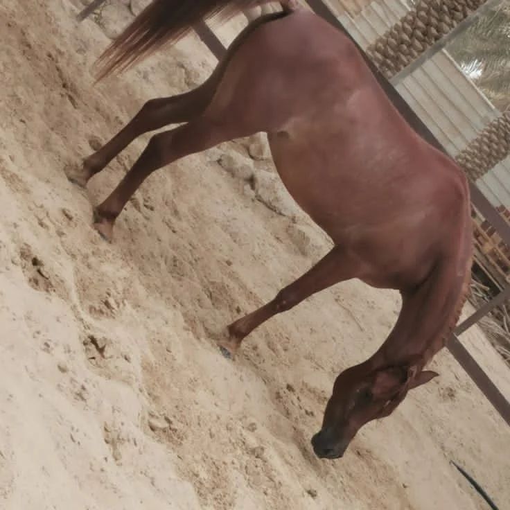 فرس شعبي للبيع