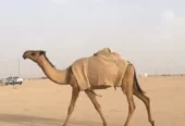 بكره صفراء كفو