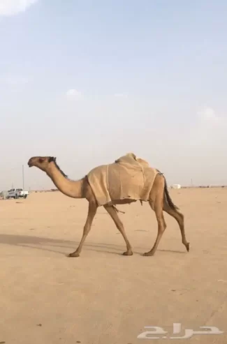 بكره صفراء كفو