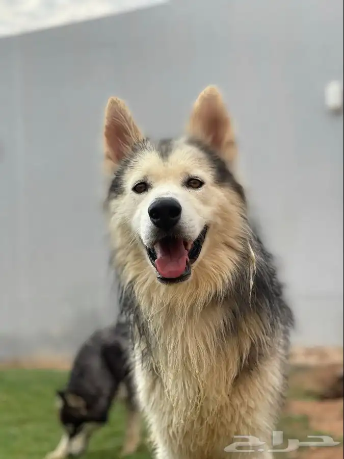 كلب مالموت الليف