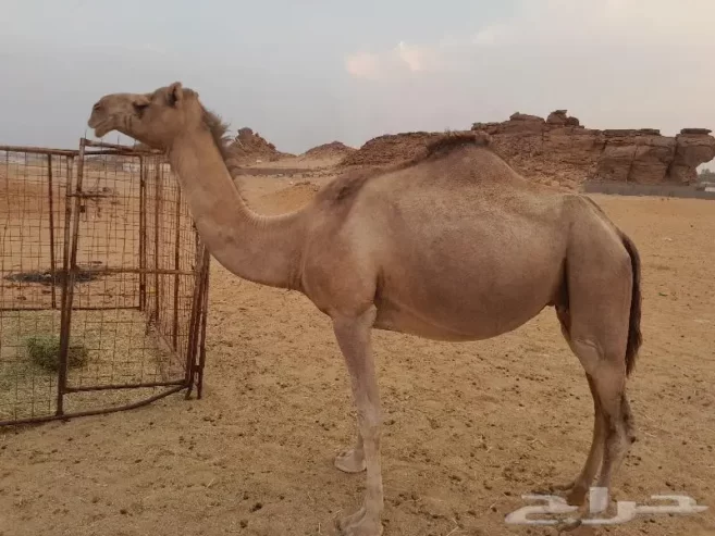 لقحه حمرا طيبه