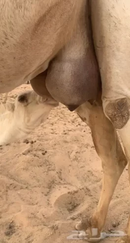ناقه عشرا وضحا