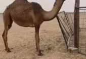 صفرا كفووو