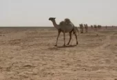 خلفه