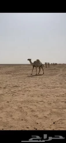 خلفه