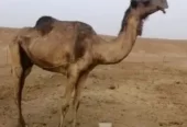 ضروبه صفراء
