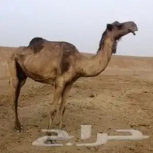 ضروبه صفراء