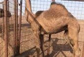 ابل بكره