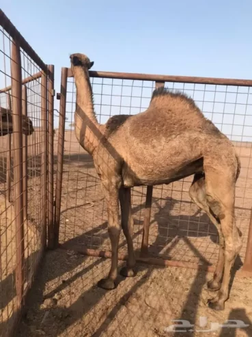 ابل بكره