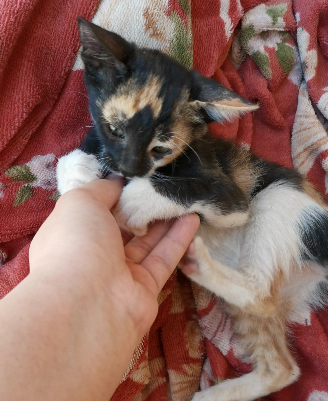 قطط صغيره عمر شهرين للتبني