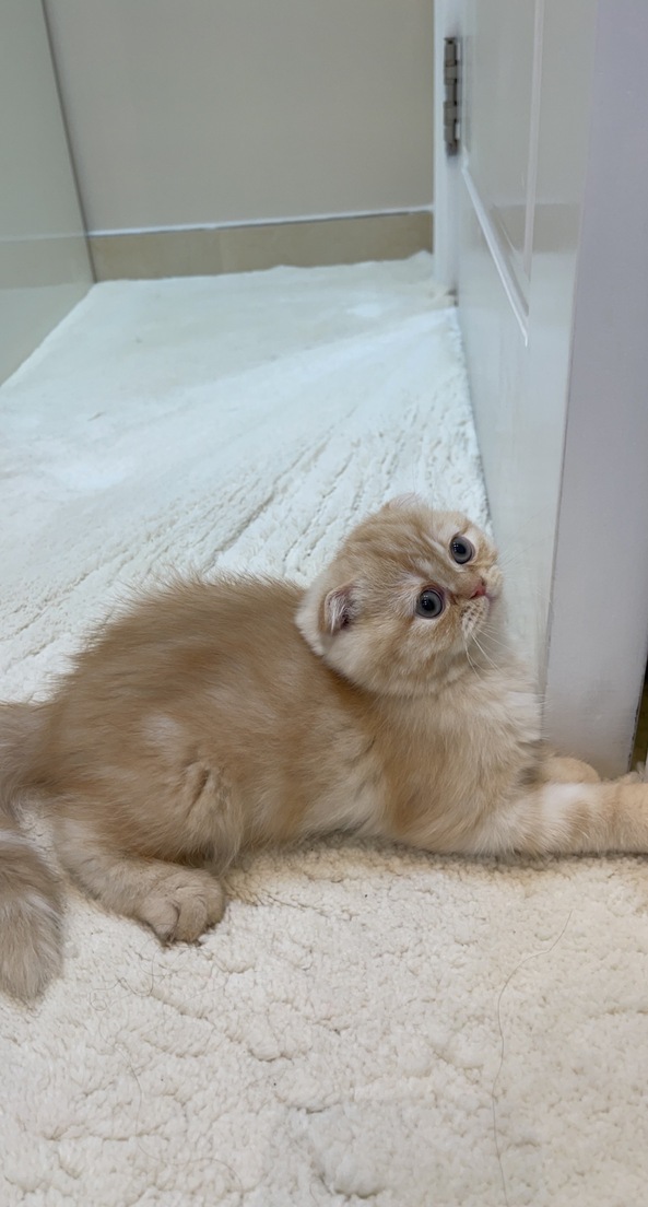 كيتين ذكر (٣ أشهر) قط