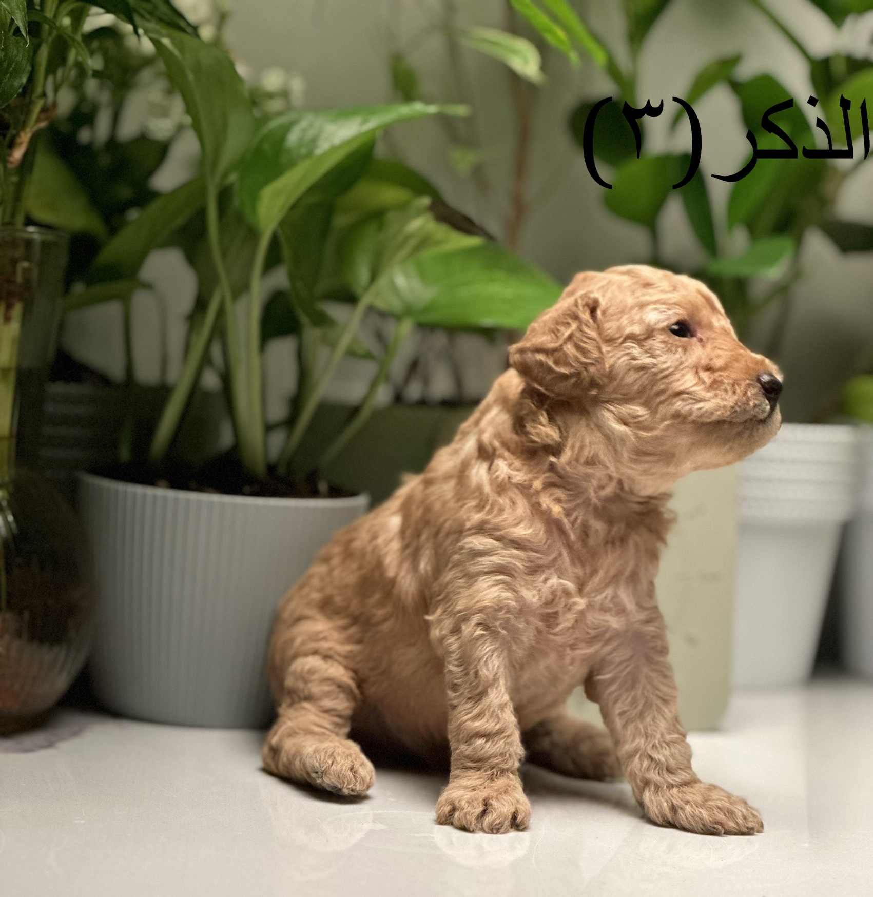 للبيع توي بودل ميني