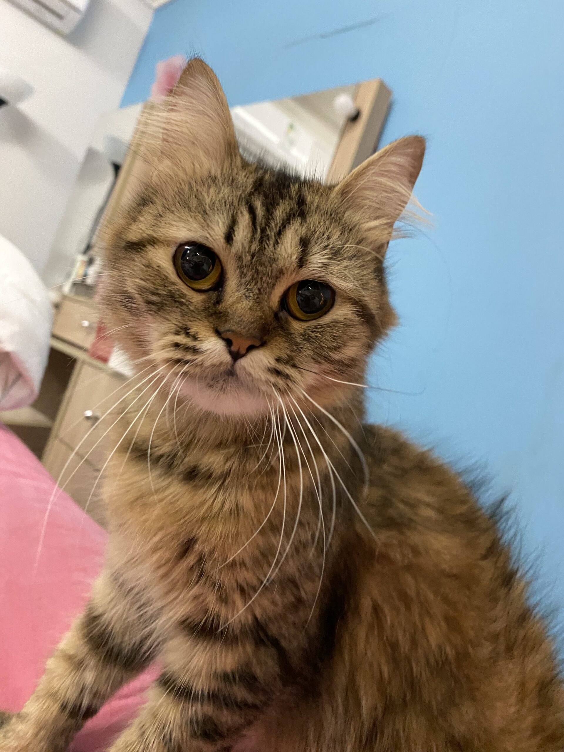 قطه للتبني لعوبه و تسمع الكلام