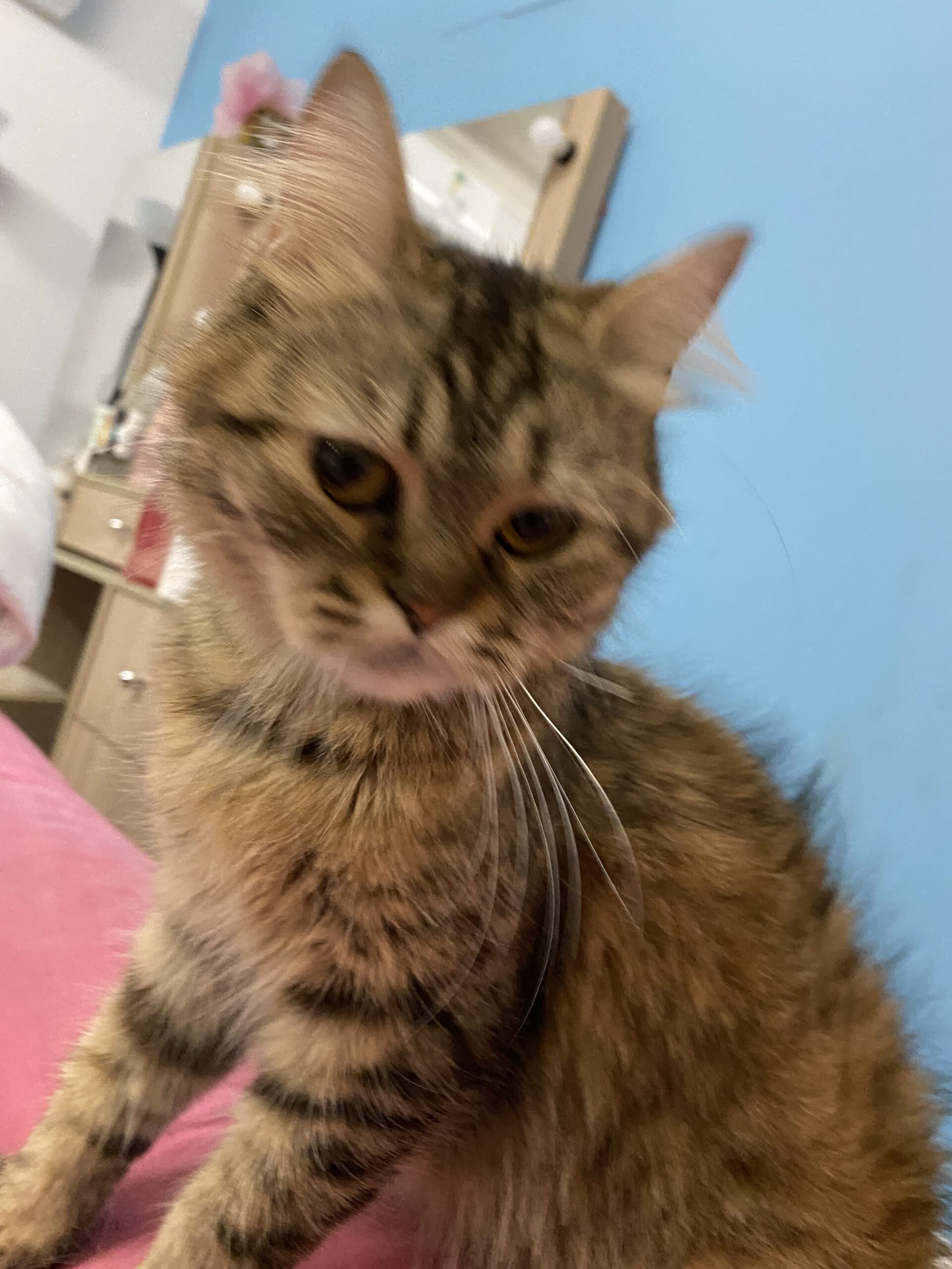 قطه للتبني لعوبه و تسمع الكلام