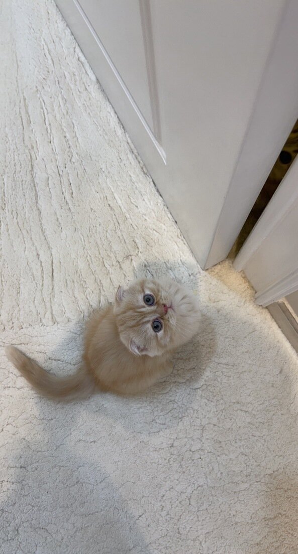 كيتين ذكر (٣ أشهر) قط