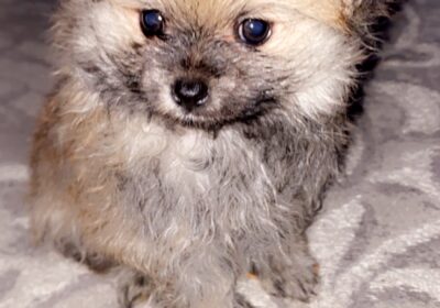 Pomeranian for sale