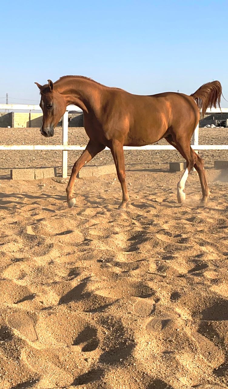 مهر شو جمال