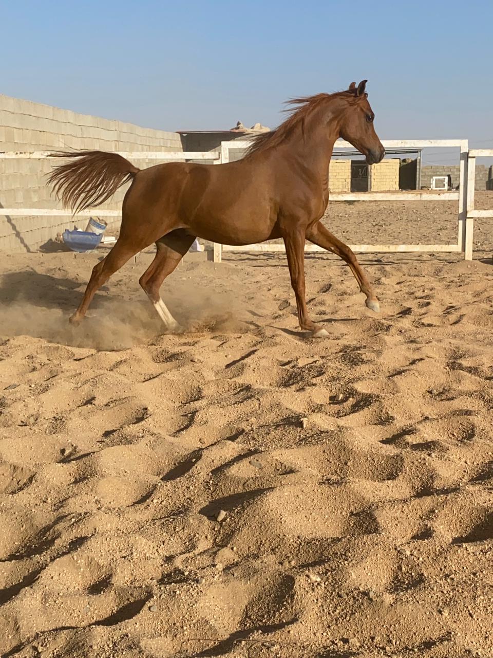 مهر شو جمال