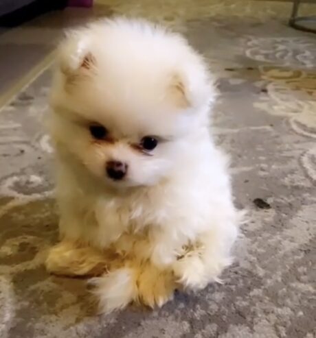 Pomeranian for sale