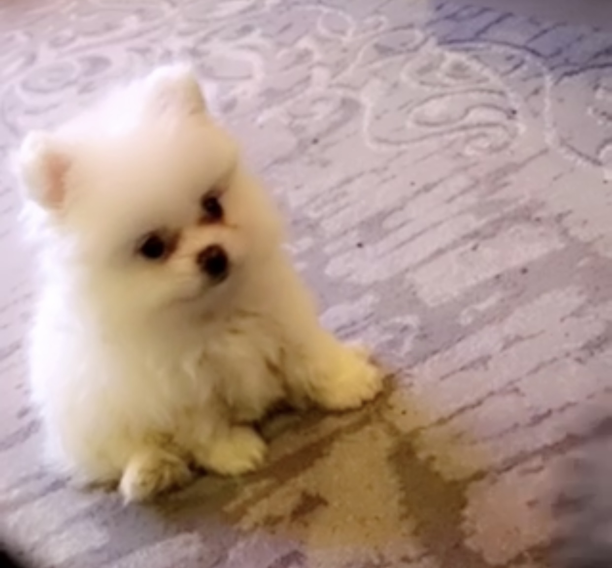 Pomeranian for sale