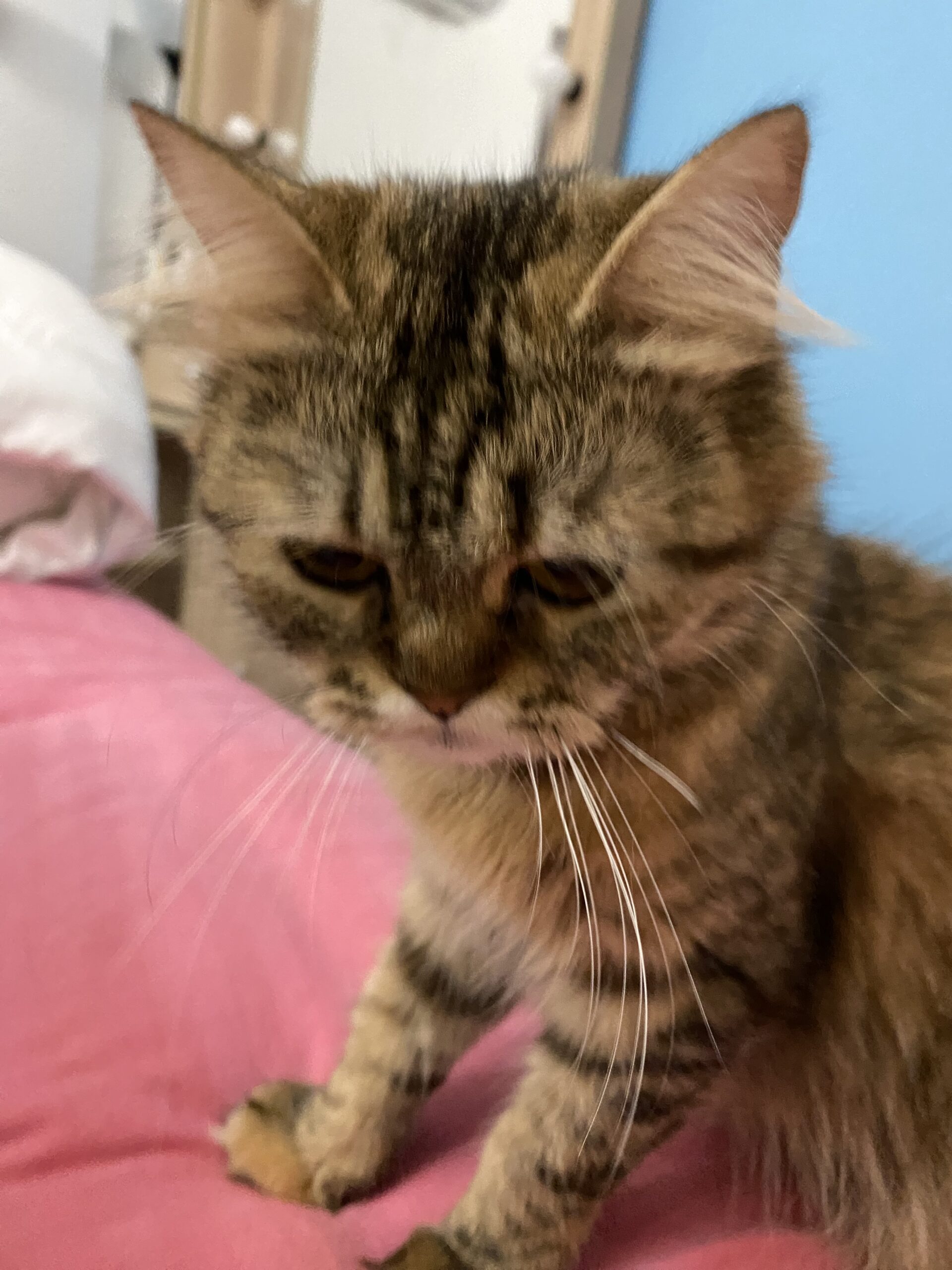 قطه للتبني لعوبه و تسمع الكلام