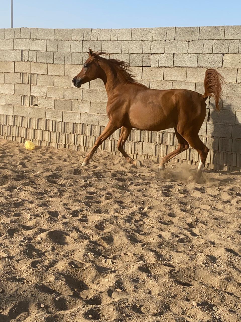 مهر شو جمال