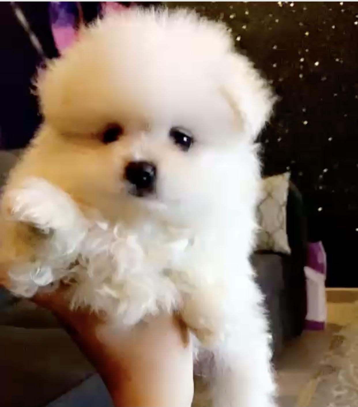 Pomeranian for sale